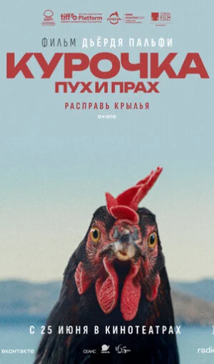 Курочка. Пух и прах
